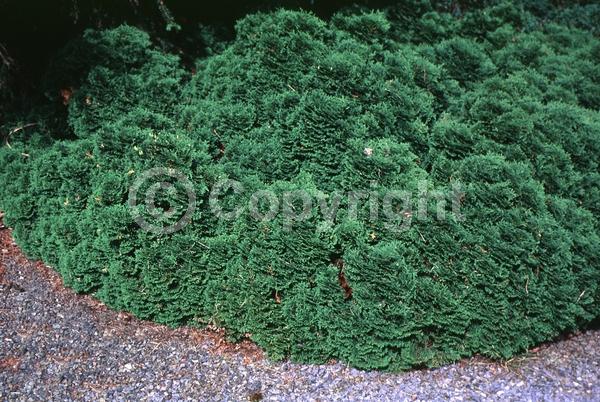 Yellow blooms; Evergreen