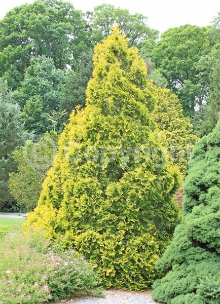 Yellow blooms; Evergreen