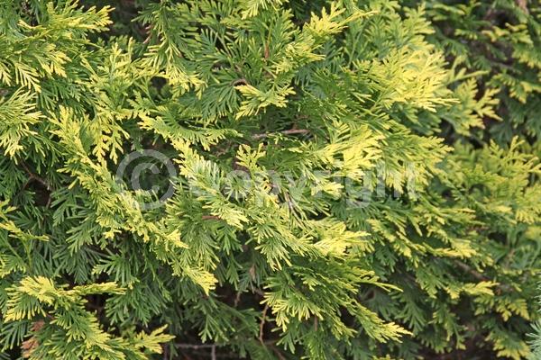Yellow blooms; Evergreen