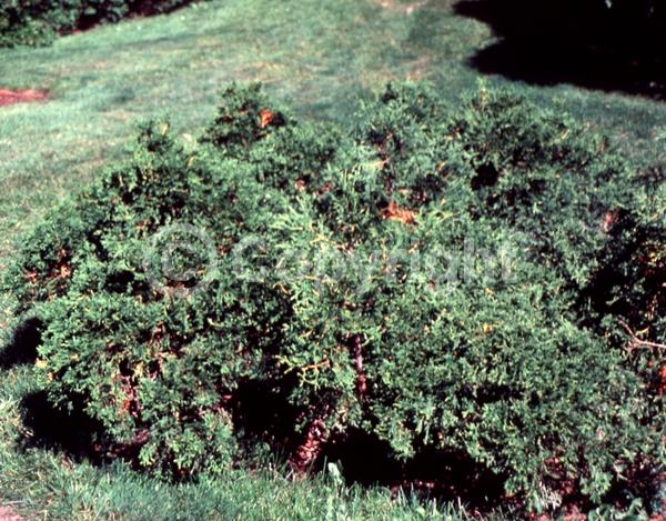 Yellow blooms; Evergreen