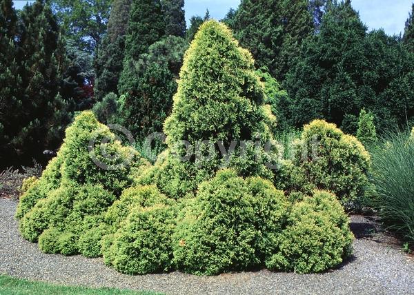 Yellow blooms; Evergreen