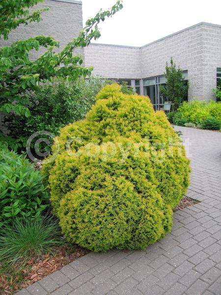 Yellow blooms; Evergreen