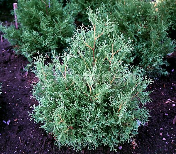 Yellow blooms; Evergreen