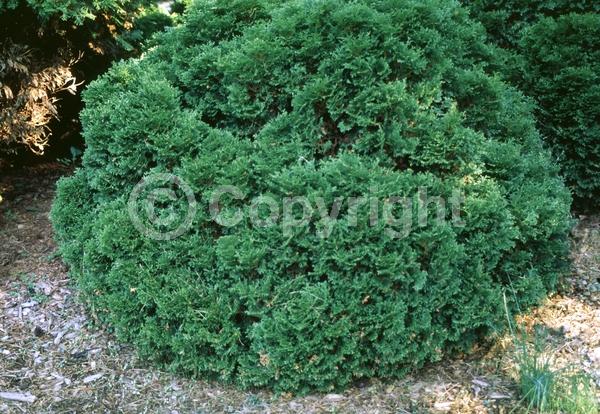 Yellow blooms; Evergreen