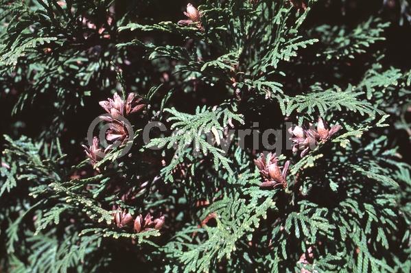 Yellow blooms; Evergreen