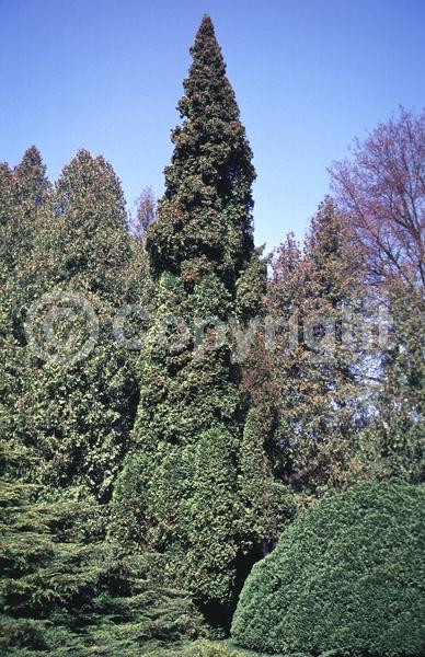 Yellow blooms; Evergreen