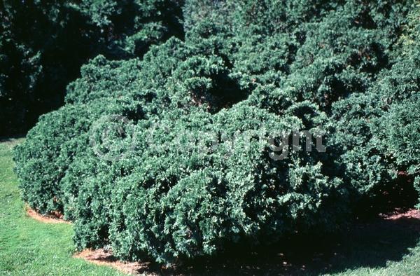 Yellow blooms; Evergreen