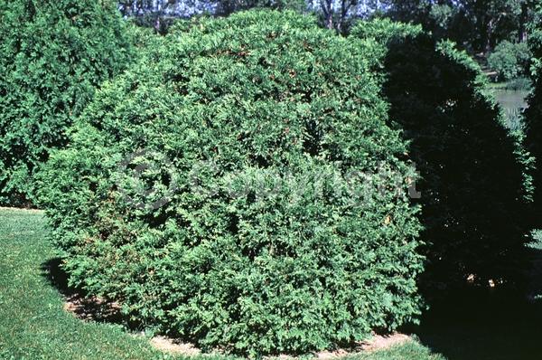 Yellow blooms; Evergreen