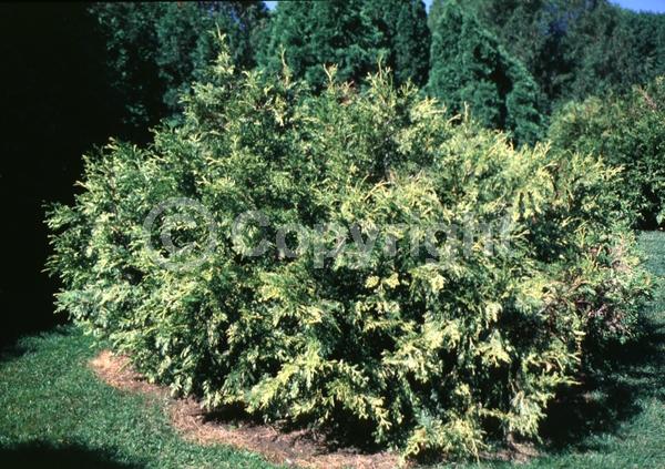 Yellow blooms; Evergreen