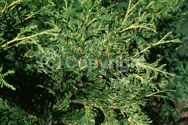 Yellow blooms; Evergreen