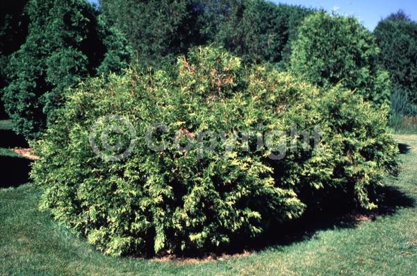 Yellow blooms; Evergreen