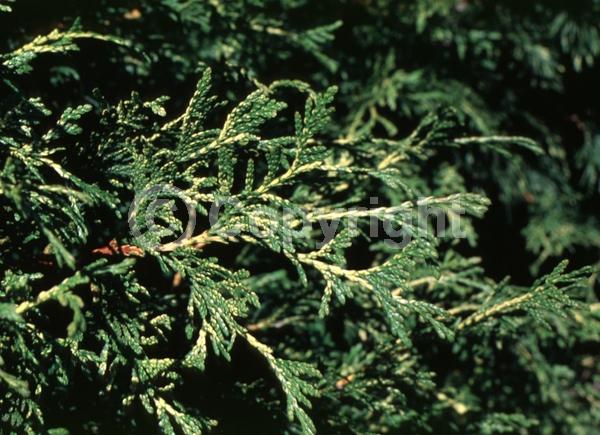 Yellow blooms; Evergreen