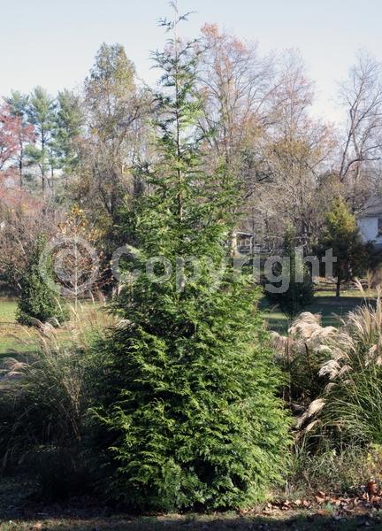 Yellow blooms; Evergreen