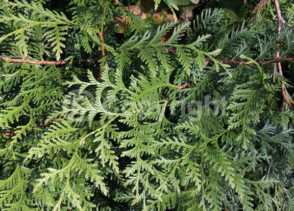 Yellow blooms; Evergreen