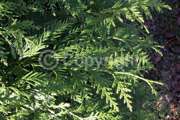 Yellow blooms; Evergreen