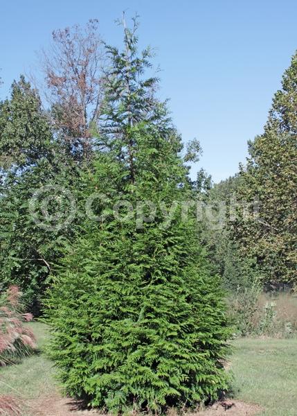 Yellow blooms; Evergreen