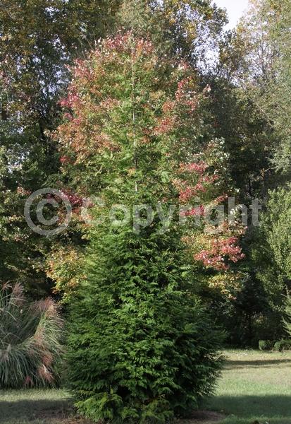 Yellow blooms; Evergreen