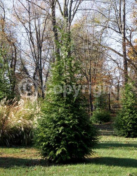 Yellow blooms; Evergreen