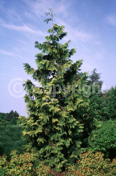 Yellow blooms; Evergreen