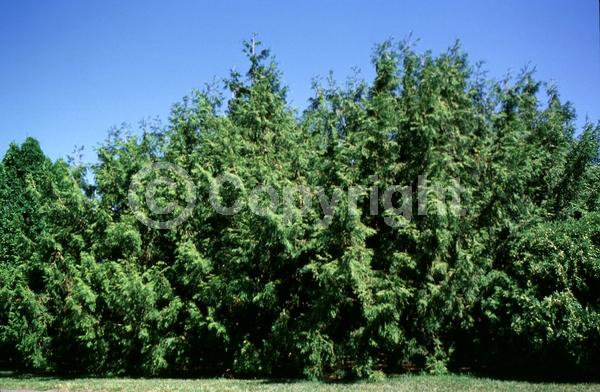 Yellow blooms; Evergreen