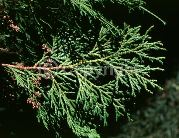 Yellow blooms; Evergreen