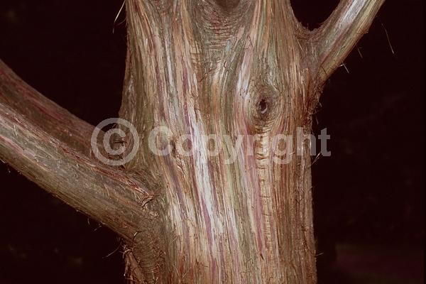 Yellow blooms; Evergreen