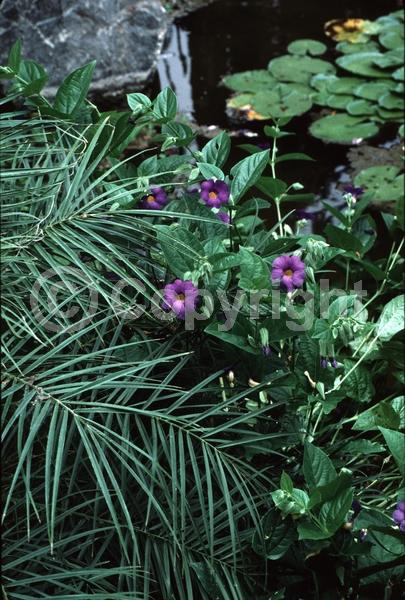 Blue blooms; Purple blooms; Evergreen