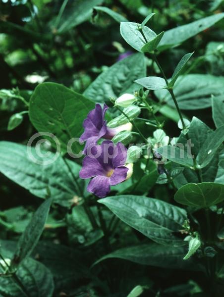 Blue blooms; Purple blooms; Evergreen