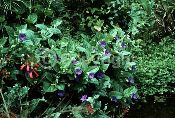 Blue blooms; Purple blooms; Evergreen