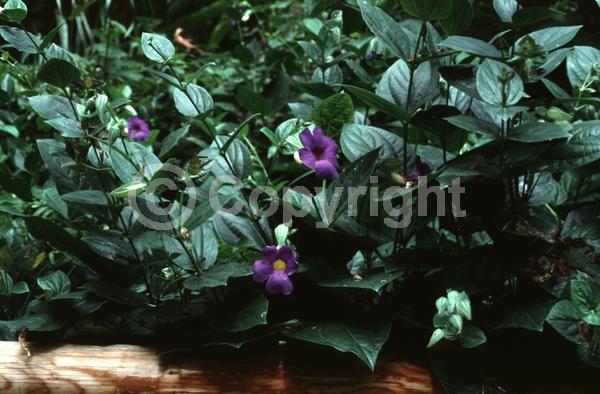 Blue blooms; Purple blooms; Evergreen