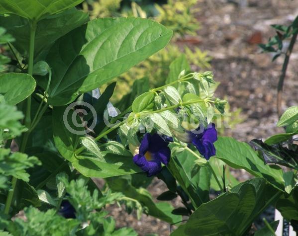 Blue blooms; Purple blooms; Evergreen