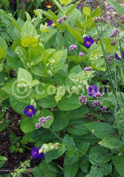 Blue blooms; Purple blooms; Evergreen