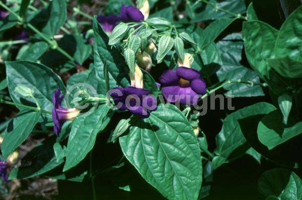 Blue blooms; Purple blooms; Evergreen