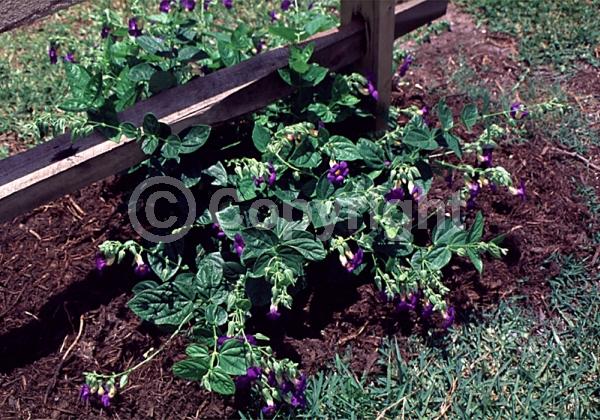 Blue blooms; Purple blooms; Evergreen