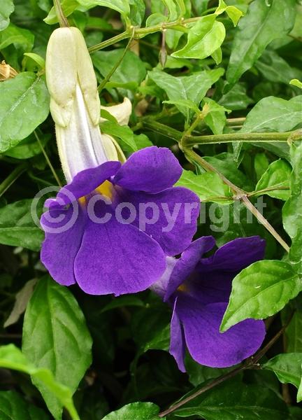 Blue blooms; Purple blooms; Evergreen