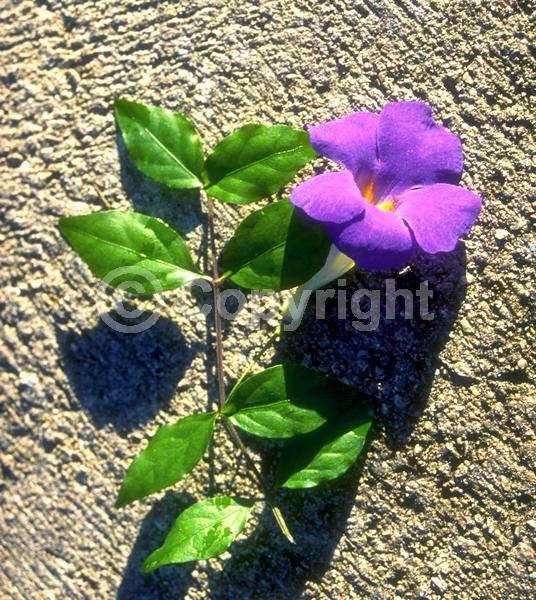 Purple blooms; Evergreen