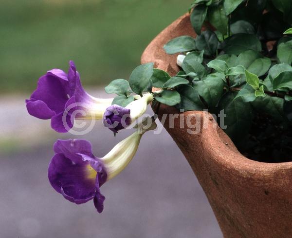 Purple blooms; Evergreen