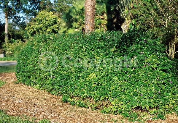 Purple blooms; Evergreen