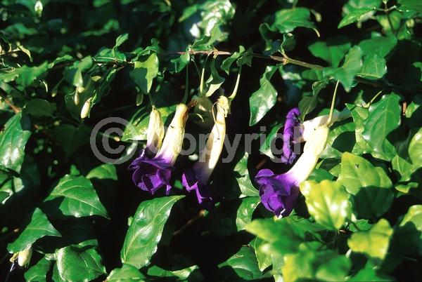 Purple blooms; Evergreen