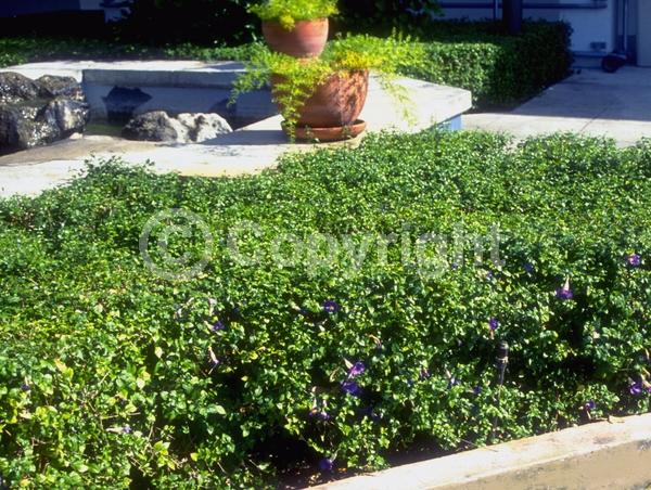 Purple blooms; Evergreen