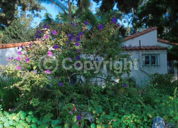 Purple blooms; Evergreen