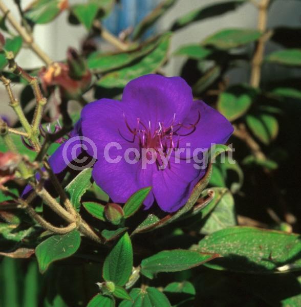 Purple blooms; Evergreen