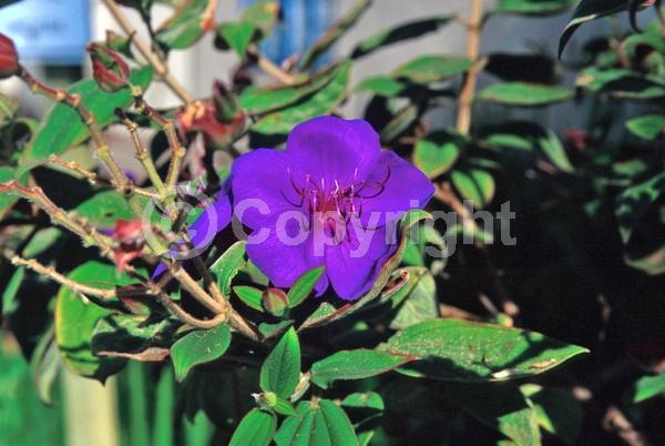 Purple blooms; Evergreen