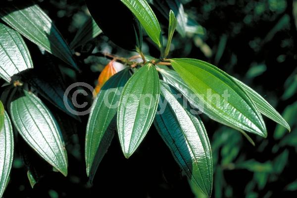 Purple blooms; Evergreen