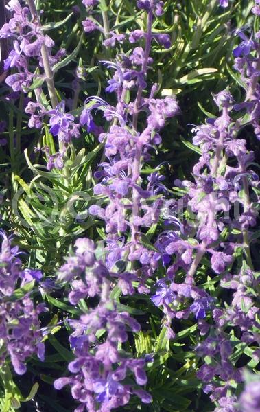 Blue blooms; Lavender blooms; Evergreen; North American Native
