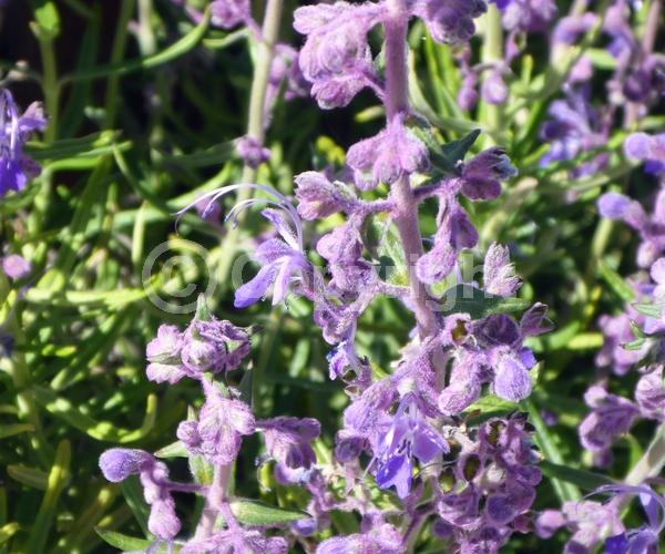 Blue blooms; Lavender blooms; Evergreen; North American Native