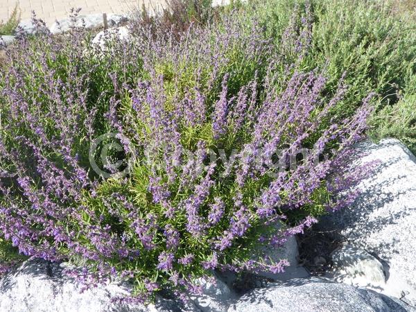 Blue blooms; Lavender blooms; Evergreen; North American Native