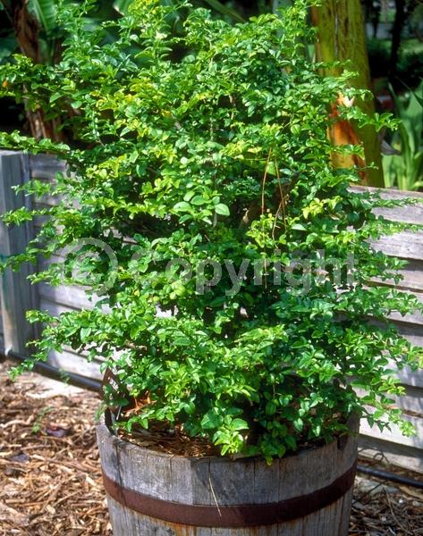 White blooms; Evergreen