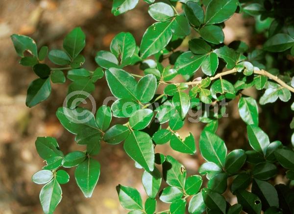 White blooms; Evergreen