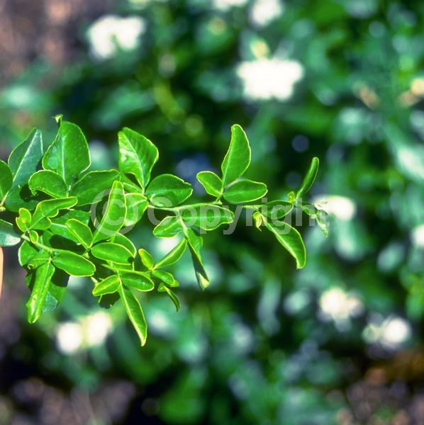 White blooms; Evergreen